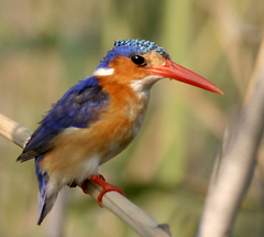 Malachite Kingfisher